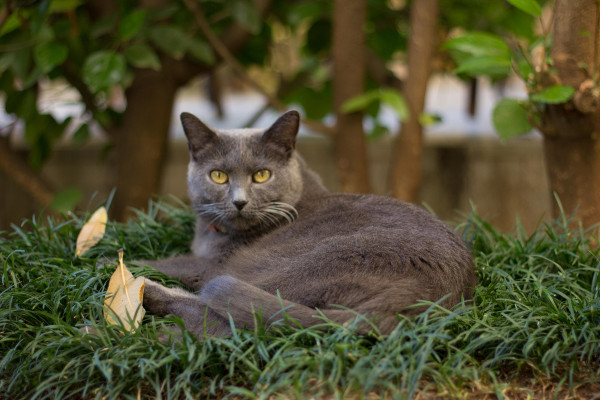 le petit chat du norma